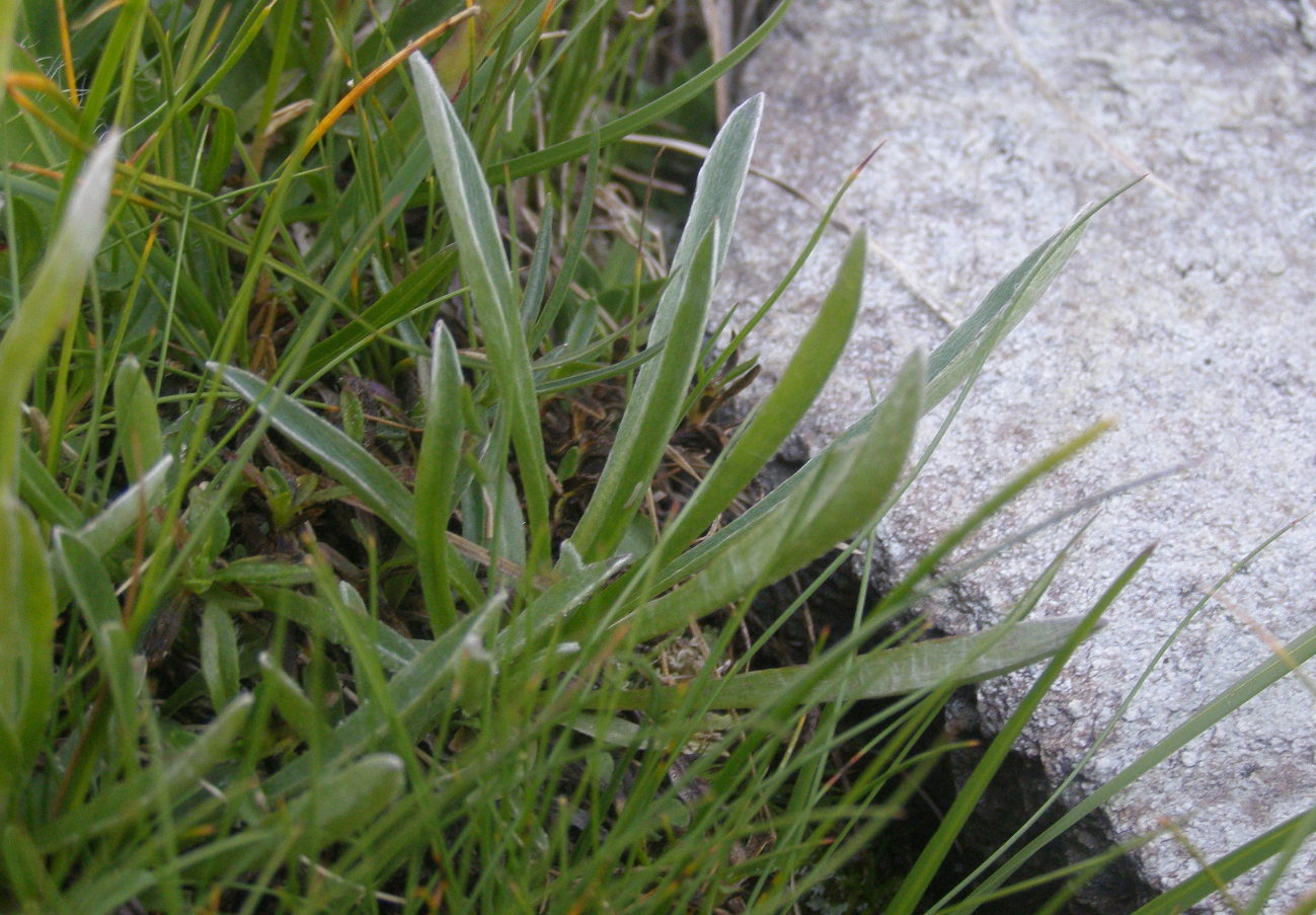 Antennaria carpatica e Antennaria dioica